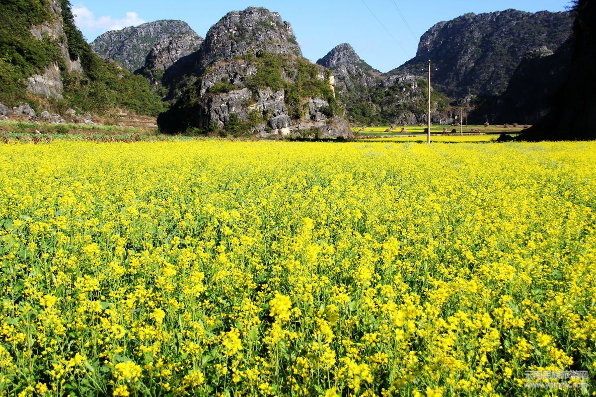 油菜摄影图__蔬菜_生物世界_摄影图库_昵图网nipic.com