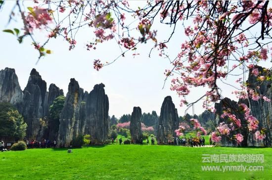 三月石林风景区（图片来源：石林风景区官方微博）