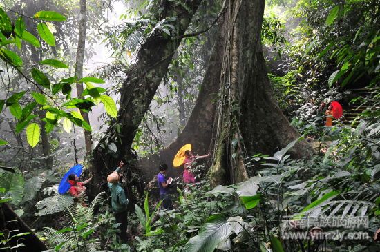 热带雨林大板根（热带植物园供图）