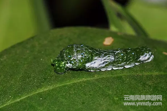 休息的虫子（图片来源：西双版纳热带植物园）