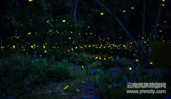 夜间萤火虫（图片来源：西双版纳热带植物园）