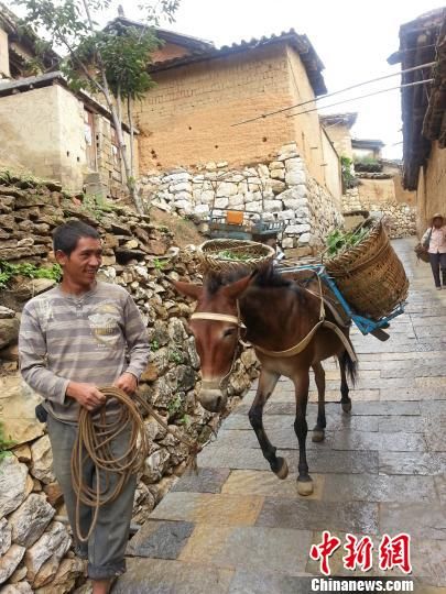 探访云南六百年城子古村感受彝汉文化
