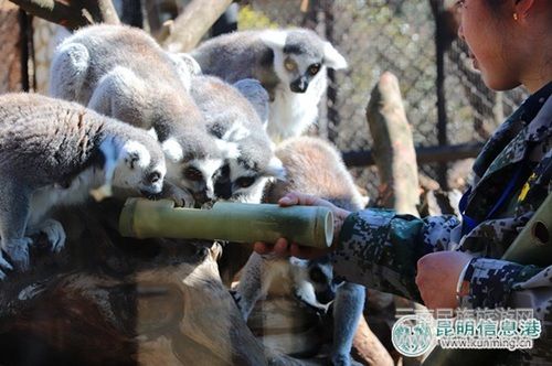 云南野生动物园引进世界上最漂亮的猴子山魈 邀游客为其取名