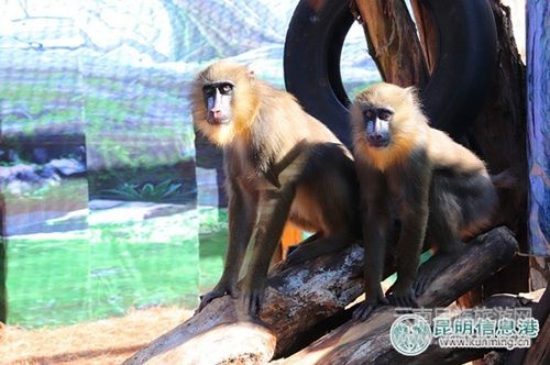 云南野生动物园引进世界上最漂亮的猴子山魈 邀游客为其取名
