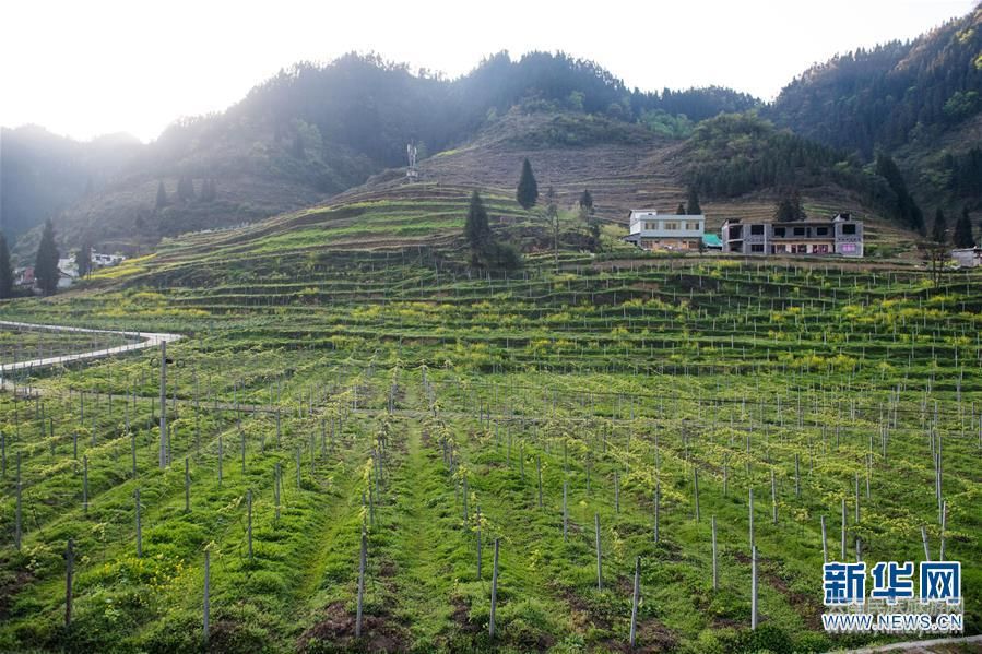 (脱贫攻坚·图文互动)(7)扎实沟的扎实脱贫路